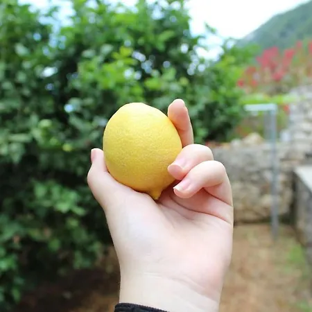 Lemon Tree 1